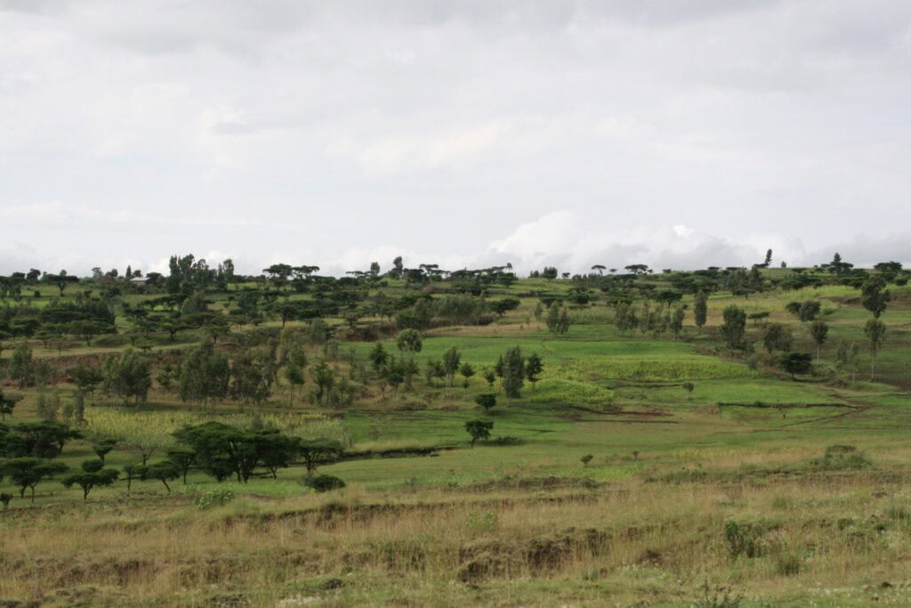 Lush green Ethiopian landscape with trees and terraced fields for sustainable agriculture.