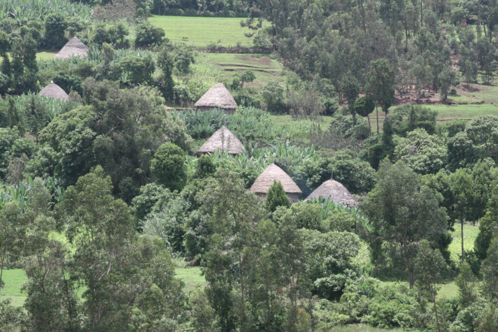 Traditional Ethiopian huts amidst lush green trees and farmland on The Zoe Project site.